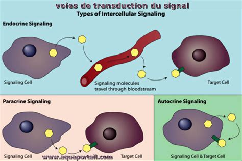 Voies de transduction définition et explications