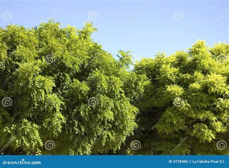 tree top stock photo image  plant green life foliage