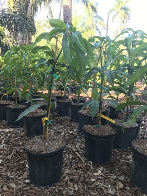 Dwarf Mango Trees: Not so Difficult to Grow - Mango.org