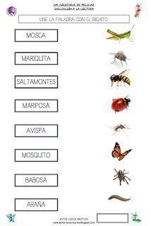 Pin En Proyecto Insectos