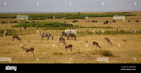 a lot of animals in the savannah in Kenya Stock Photo - Alamy