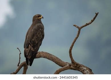 Myanmar Bird Images Stock Photos And Vectors Shutterstock