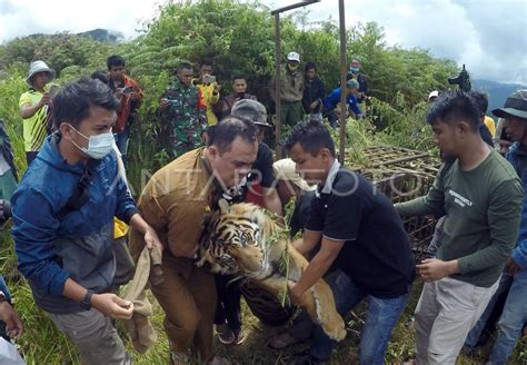 HARIMAU SUMATERA MASUK PERANGKAP ANTARA Foto