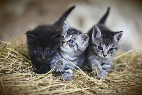 Determining Gender Sex Of A Kitten Veterinary Teaching Hospital