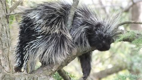 Wednesday Wildlife Coexisting With Prickly Porcupines Endless Forms