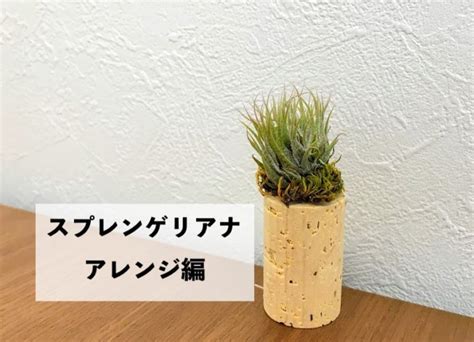 スプレンゲリアナをコルクに着生させる。エアープランツにそっと苔をまとわせると｜オルカのまいにち