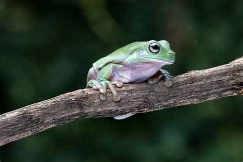 White's Tree Frog | Animal World