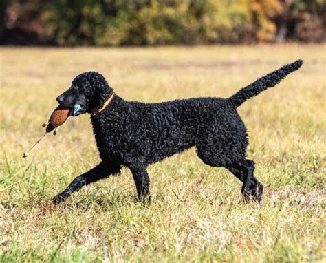 Curly-Coated Retriever - Dog Breed Information, History, and More