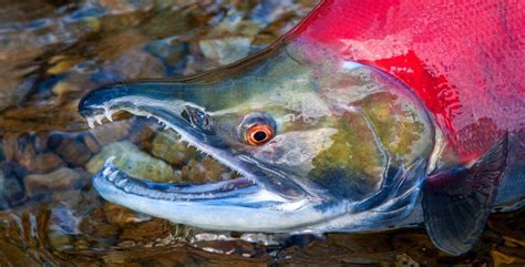 The Best Alaska Sockeye Salmon Fishing Rainbow King Lodge