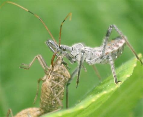 Wheel Bug Nymph Preying On Mating Squash Bugs Arilus Cristatus