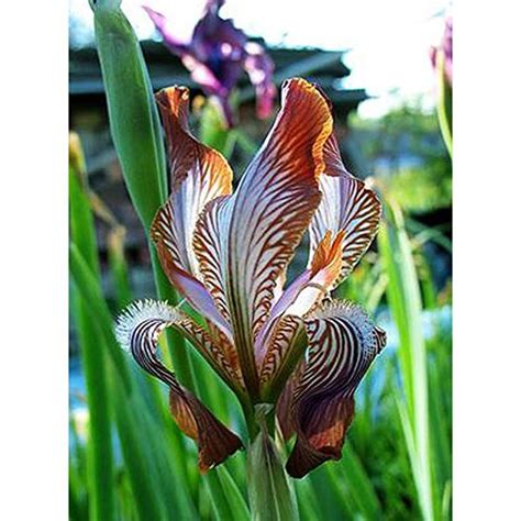 Beautiful Iris Bulbs Star Of Wonder Dutch Iris Flowers Bulbs Garden