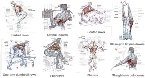 Exercises For A Massive Back Training For Size ~ Multiple Fitness