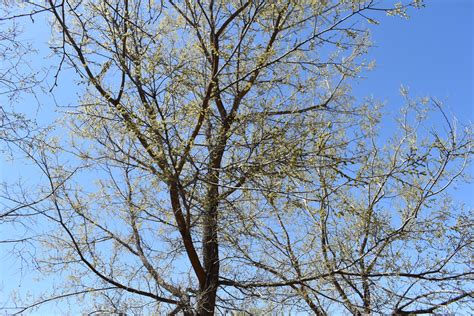 Common Hackberry