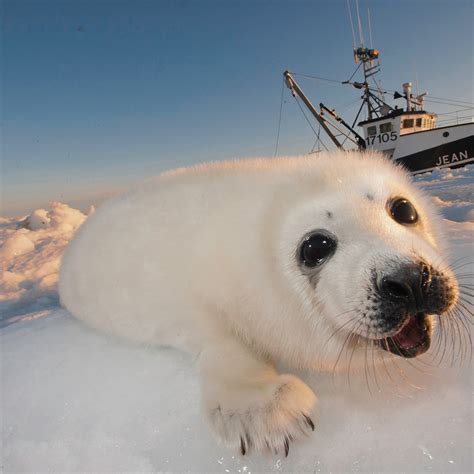 Inuit Seal Hunting