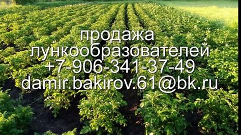 Лункообразователь для посадки картофеля