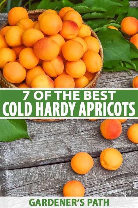 Of The Best Cold Hardy Apricot Trees Gardener S Path Apricot Tree