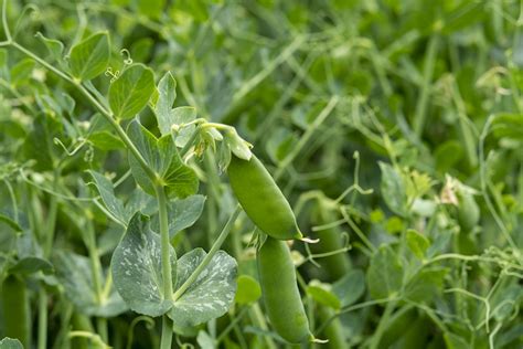 How to Grow Sugar Snap Peas - Clean Green Simple