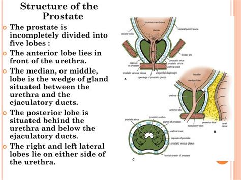 Ppt Anatomy Lab Powerpoint Presentation Id 2267640