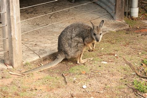 Wallaby Australia Nature - Free photo on Pixabay - Pixabay