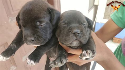 23+ Bullmastiff Cross Pitbull Puppies For Sale - l2sanpiero