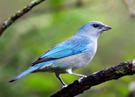 Foto Sanha O De Encontro Azul Thraupis Cyanoptera Por Claudio Lopes