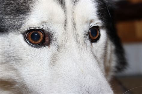 Siberian Huskys Eyes Stock Photo - Download Image Now - 2015, Animal, Animal Body Part - iStock