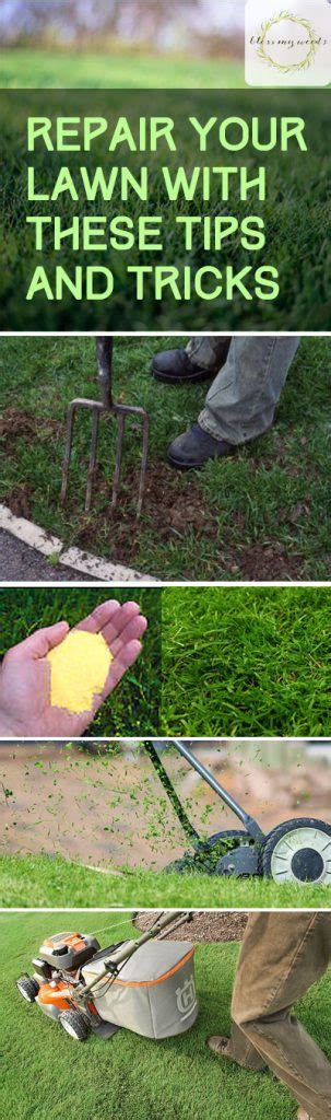 Repair Your Lawn With These Tips And Tricks Bless My Weeds