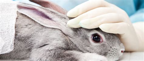 Animal Testing: Models for Improvement - Animal Legal Defense Fund