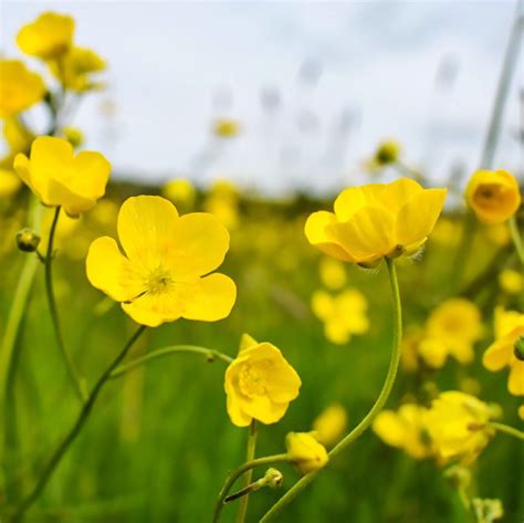 Everything You Need To Know About Buttercups 45 OFF