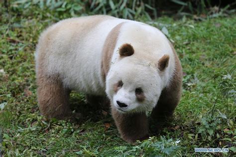 Qizai Rare Brown Giant Panda In China 4 5