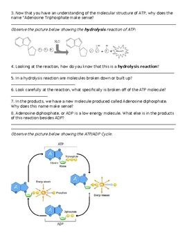 Cell Energy And Atp Guided Inquiry Pogil Style Activity By