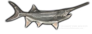 Spoonbill Catfish Fish Mount and Fish Replicas | Coast-to-Coast