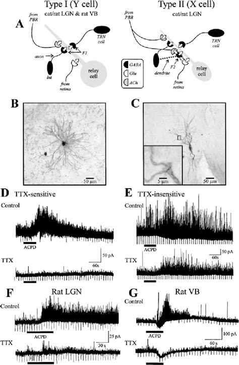 Figure 1 From Control Of Dendritic Outputs Of Inhibitory Interneurons