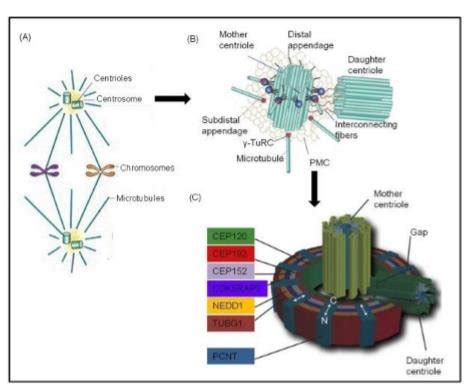 structure   mitotic spindle  microtubules  nucleated