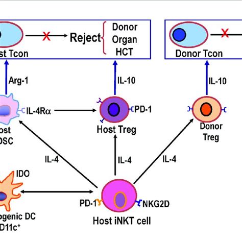 (PDF) Establishment of Chimerism and Organ Transplant Tolerance in ...