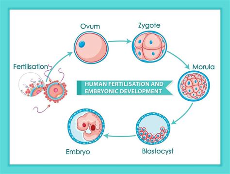 Embryonic Development Human Embryo Study Biology Creative Writing