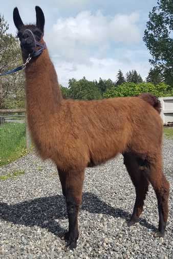 Ctl Sulu Classic Male Llama Offspring Jnk Llama Farm Bellingham Wa 98226