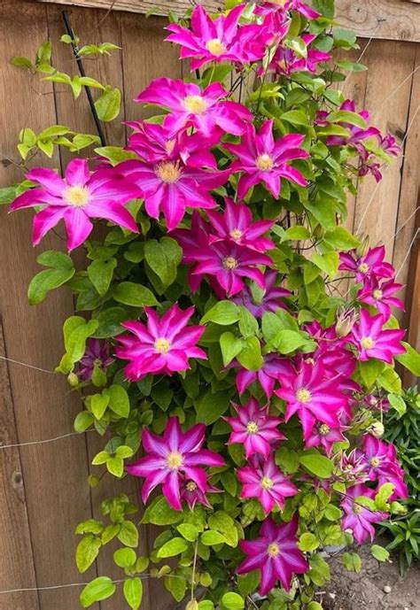 Clematis Types & 20 Best Varieties for Early, Repeat and Late Season Blooms