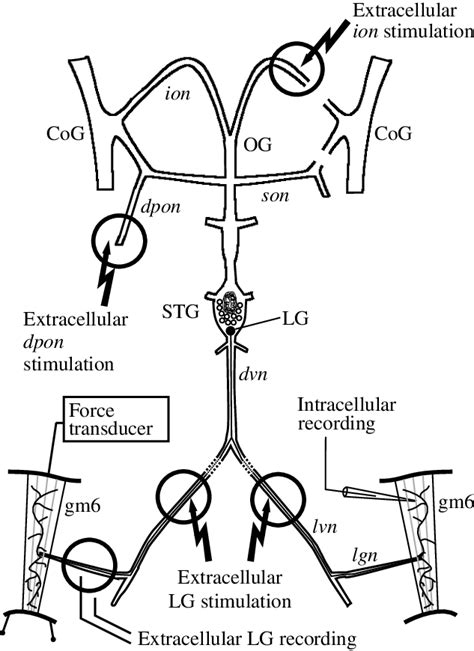 Schematic Diagram Of The Stomatogastric Nervous System Illustrating