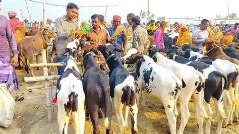 আজ ৮ নভেম্বর ২০২২ খামার উপযোগী ফ্রিজিয়ান ষাঁড় বাছুরের দর দাম জানুন