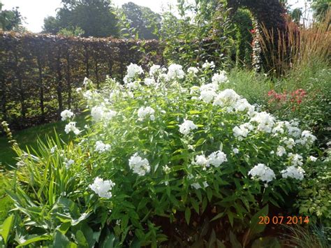 Vlambloem Floks Phlox Paniculata White Admiral