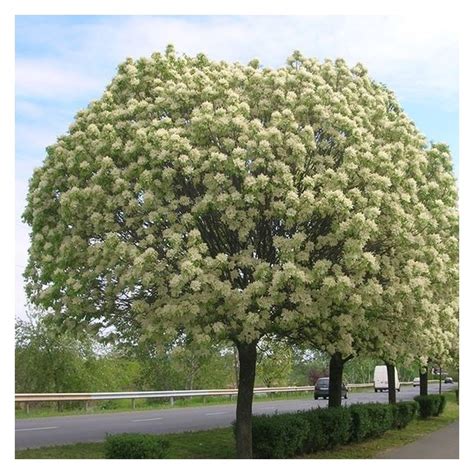 Frasin Fraxinus Ornus Mecsek Sc Pandora Blumen Srl