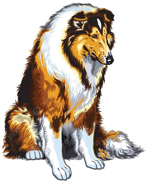 Collie White Background Dog Isolated Vector White Background Dog