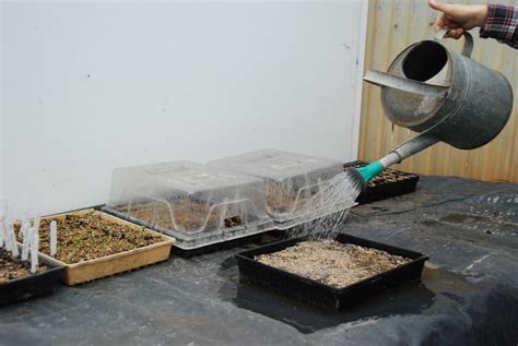 5 Key Essentials For Good Seed Germination In Organic Growing Systems