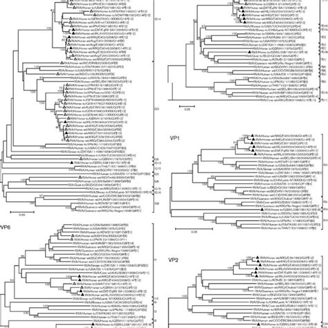 Phylogenetic Trees Based On The Full Length ORF Nucleotide Sequences Of