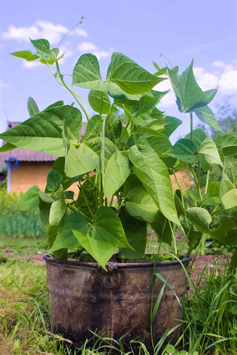 Growing Green Beans In Nc Mbi Garden Plant