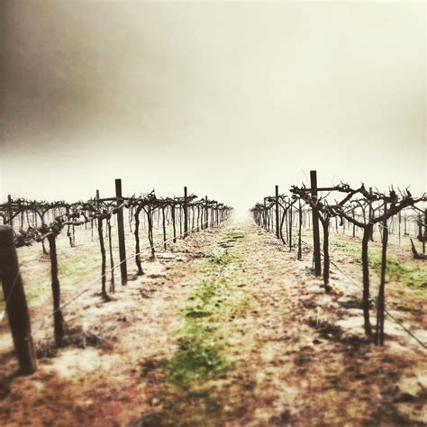 What Does Heavy Rain Mean For A Vineyard Orfila Vineyards And Winery