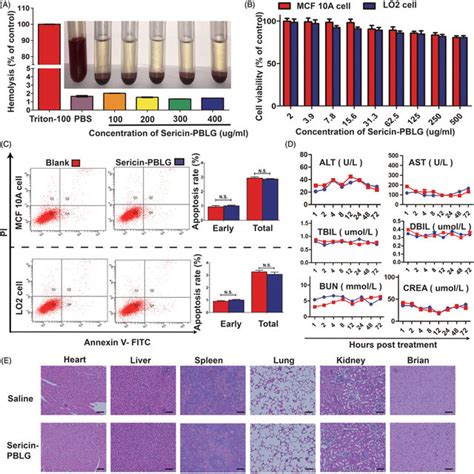 In Vitro And In Vivo Biocompatibility Of Sericin Pblg A Assessment