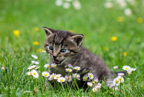 Come Vedono I Gatti Ecco Gli Studi MomentoCasa