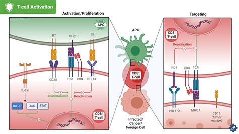 T-Cell Activation Worksheet